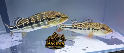 Cobra Snakeskin Peacock Bass - (Hybrid Peacock Bass) Cobra Snakeskin Peacock Bass - (Hybrid Peacock Bass)