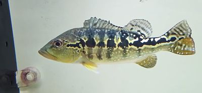 Cobra Snakeskin Peacock Bass - (Hybrid Peacock Bass)