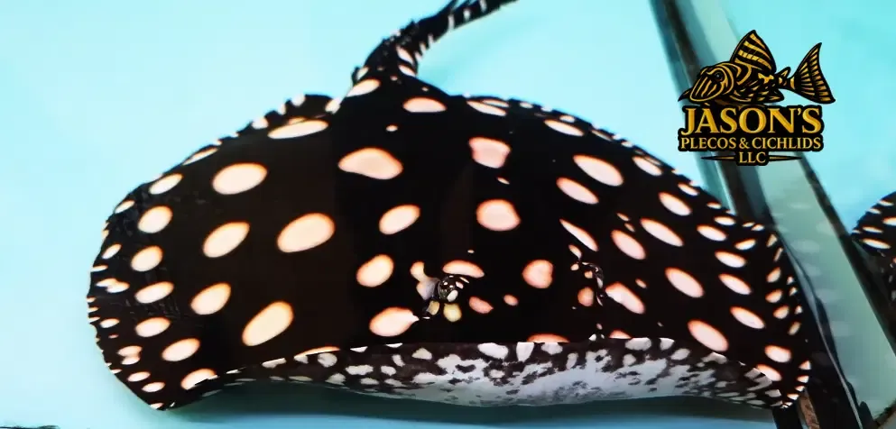 Black Diamond Stingray - (Potamotrygon leopoldi)