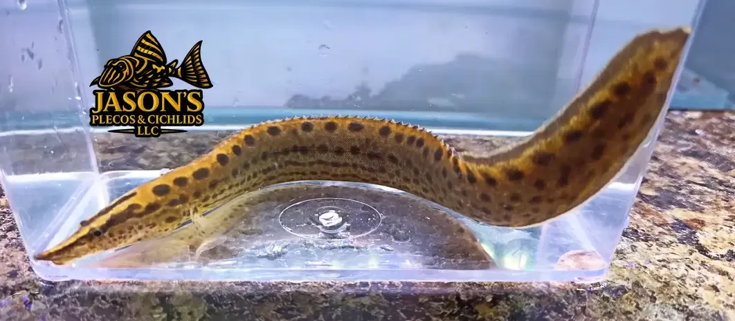 Black Spotted Eel - (Mastacembelus dayi)