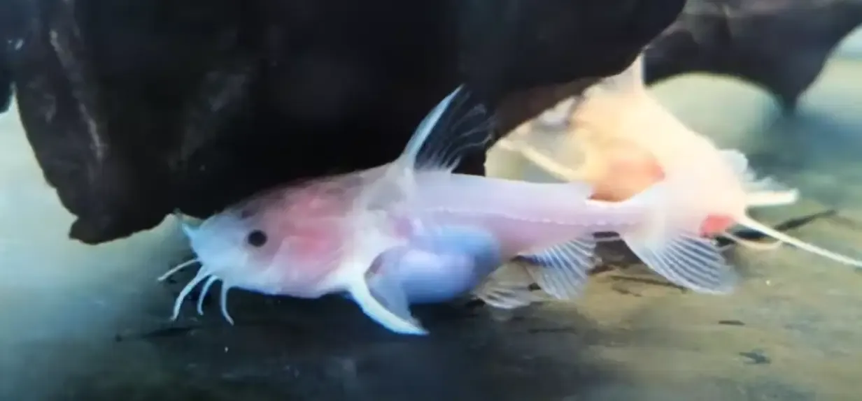 Leucistic Granulated Catfish - (Pterodoras granulosus)