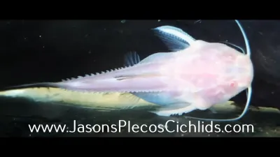 Leucistic Granulated Catfish - (Pterodoras granulosus)