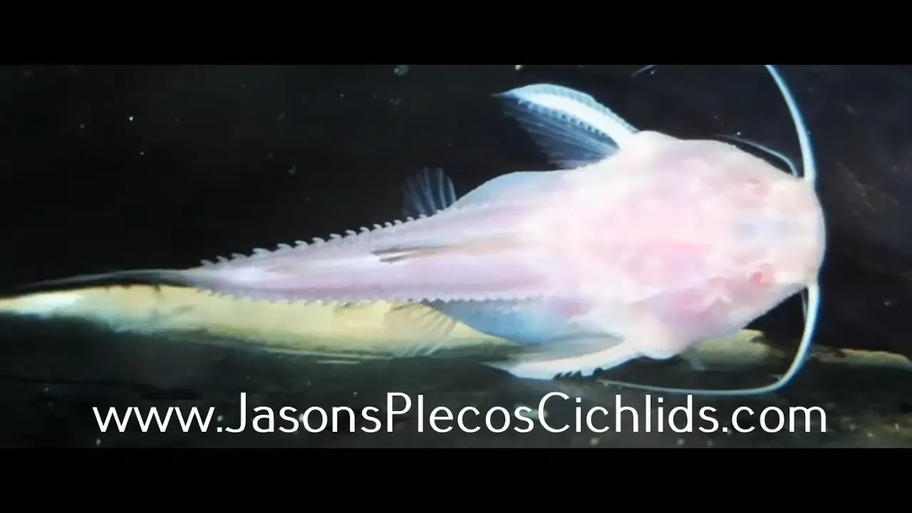 Leucistic Granulated Catfish - (Pterodoras granulosus)