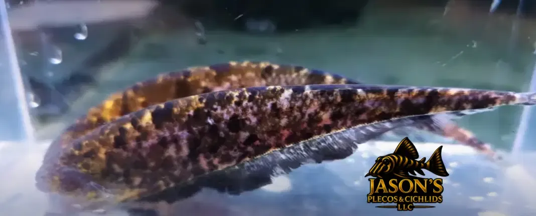 Clouded Ghost Knifefish - (Adontosternarchus nebulosus)