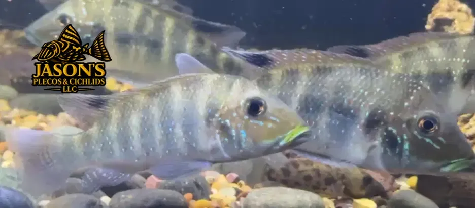 Retroculus Acherontos