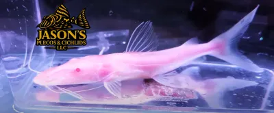 Albino Tiger Shovelnose Catfish - (Pseudoplatystoma fasciatum)