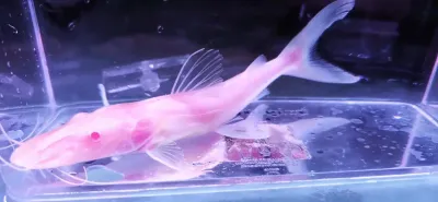 Albino Tiger Shovelnose Catfish - (Pseudoplatystoma fasciatum)