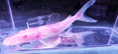 Albino Tiger Shovelnose Catfish - (Pseudoplatystoma fasciatum)