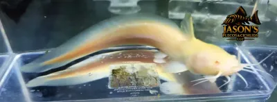 Albino Plotosus Canius