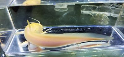 Albino Plotosus Canius