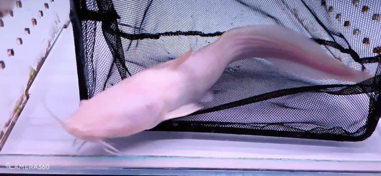 Albino Plotosus Canius