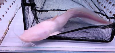 Albino Plotosus Canius