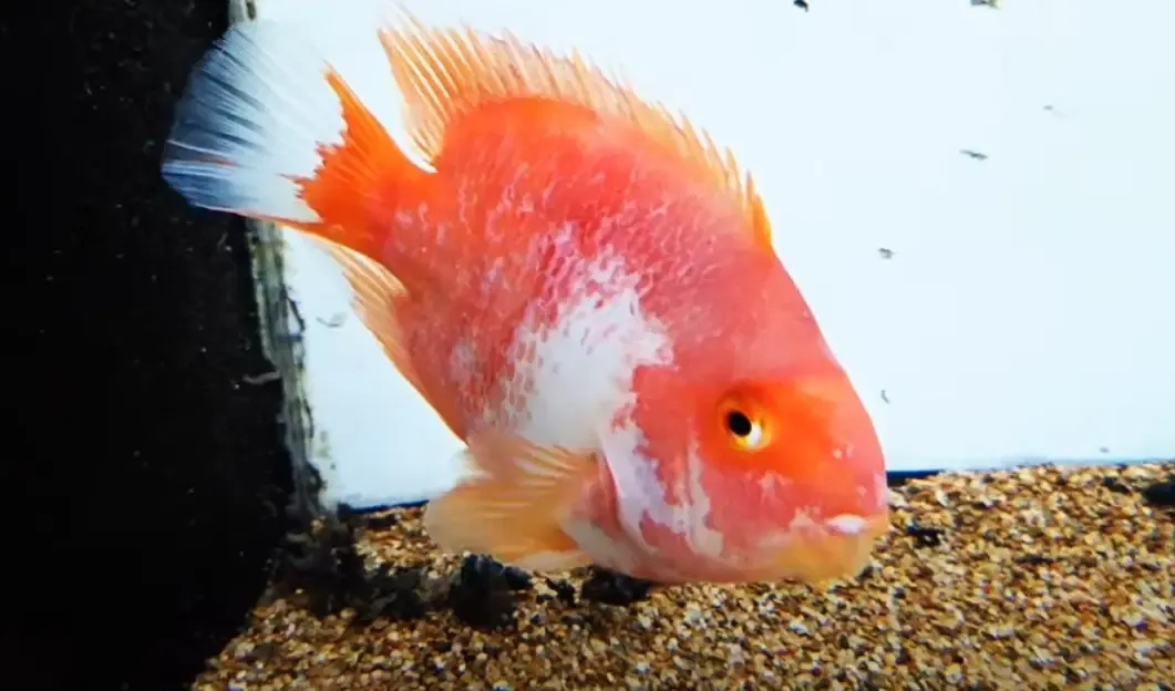 Kohaku Parrot Cichlid