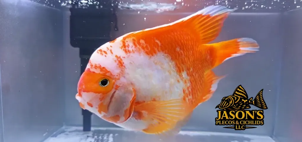 King Kong Parrot Cichlid