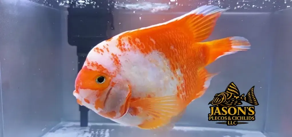 King Kong Parrot Cichlid