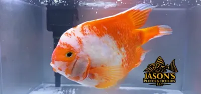 King Kong Parrot Cichlid