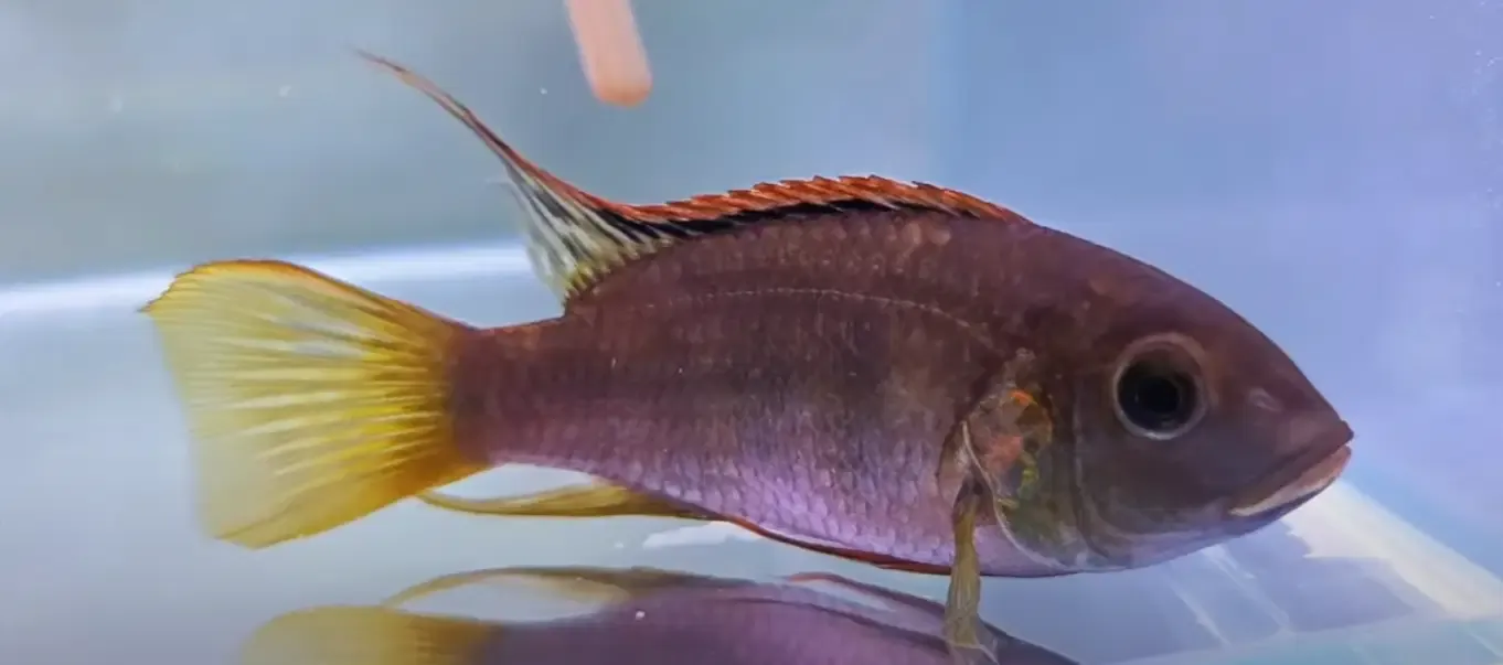 Benitochromis Riomuniensis