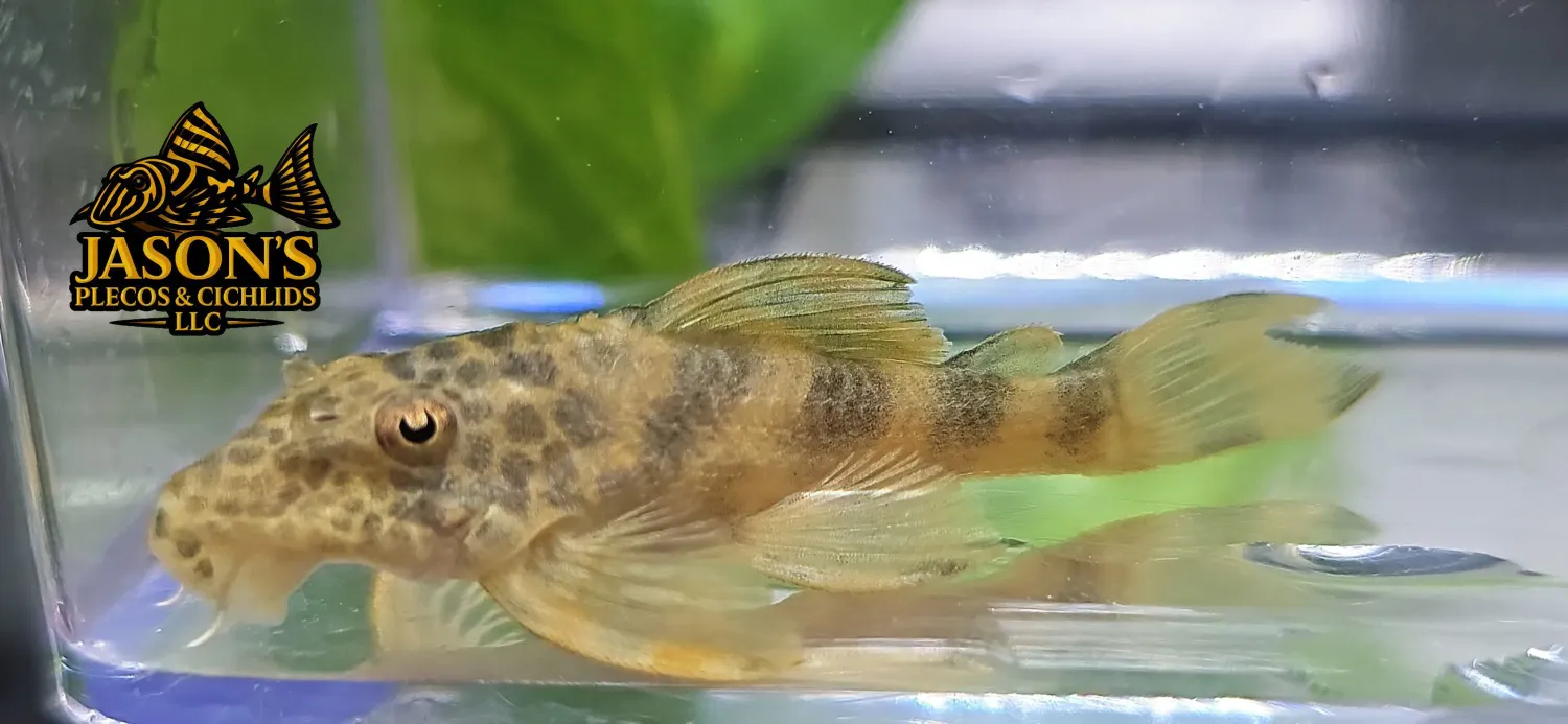 Ancistomus sp. (1)