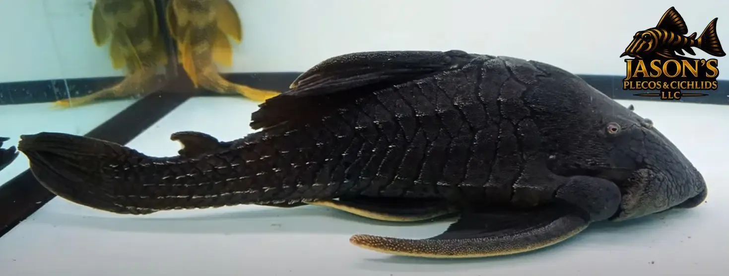 L203 Titanic Pleco - (Panaque schaeferi)