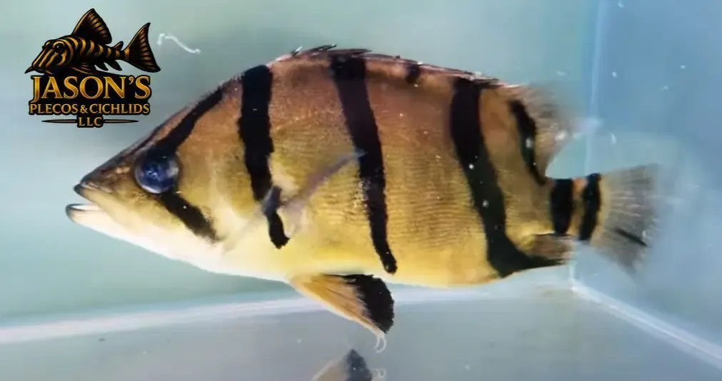 NTT Datnoid - (Datnioides Undecimradiatus)