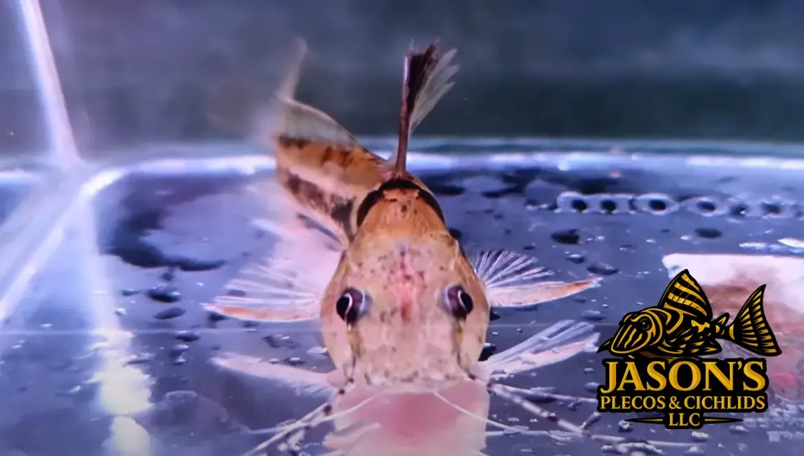 Fox Face Catfish - (Goeldiella eques)
