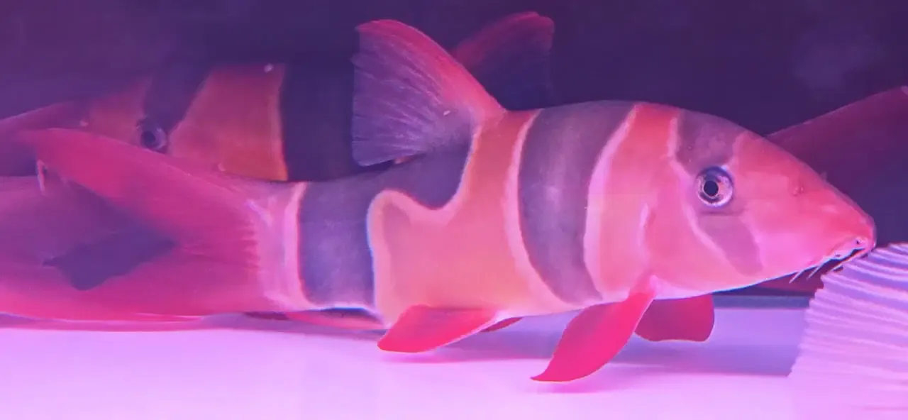 Clown Loach - (Chromobotia macracanthus)
