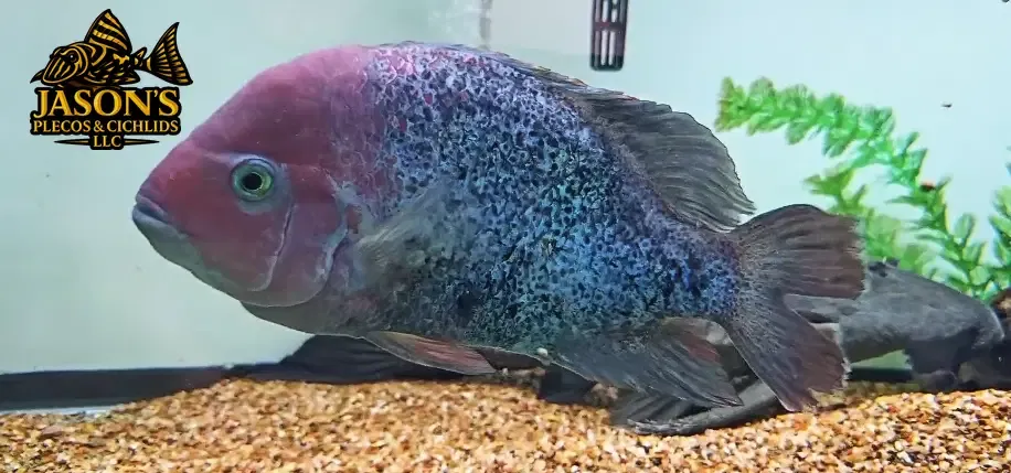 Hybrid Veija Cichlid