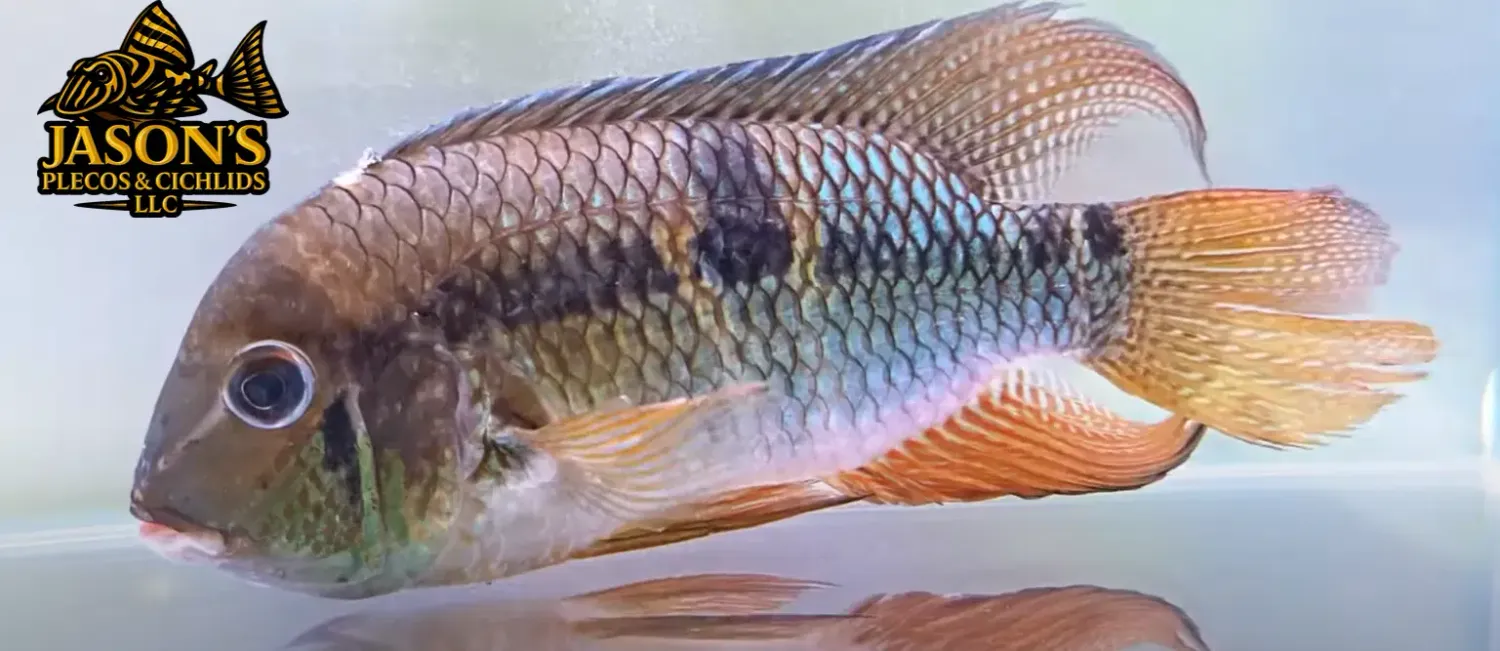 Royal Acara - (Aequidens diadema)