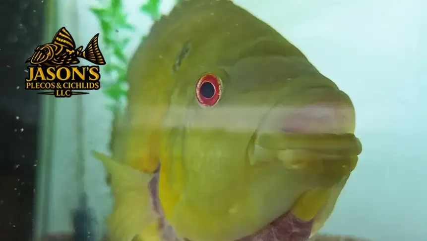 Trimac Cichlid/Three Spot Cichlid - (Amphilophus Trimaculatus)