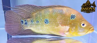 Trimac Cichlid/Three Spot Cichlid - (Amphilophus Trimaculatus)