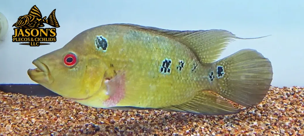 Trimac Cichlid/Three Spot Cichlid - (Amphilophus Trimaculatus)
