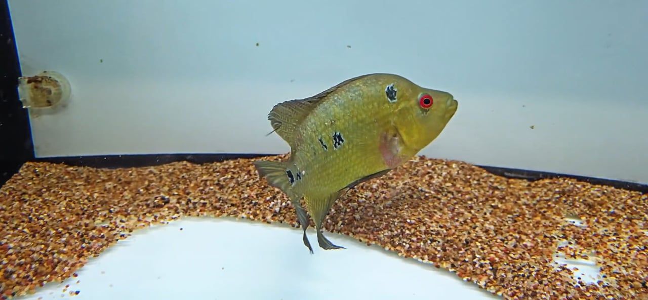 Trimac Cichlid/Three Spot Cichlid - (Amphilophus Trimaculatus)
