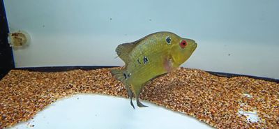 Trimac Cichlid/Three Spot Cichlid - (Amphilophus Trimaculatus)