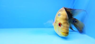Trimac Cichlid/Three Spot Cichlid - (Amphilophus Trimaculatus)