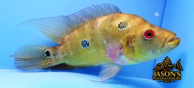 Trimac Cichlid/Three Spot Cichlid - (Amphilophus Trimaculatus) Trimac Cichlid/Three Spot Cichlid - (Amphilophus Trimaculatus)