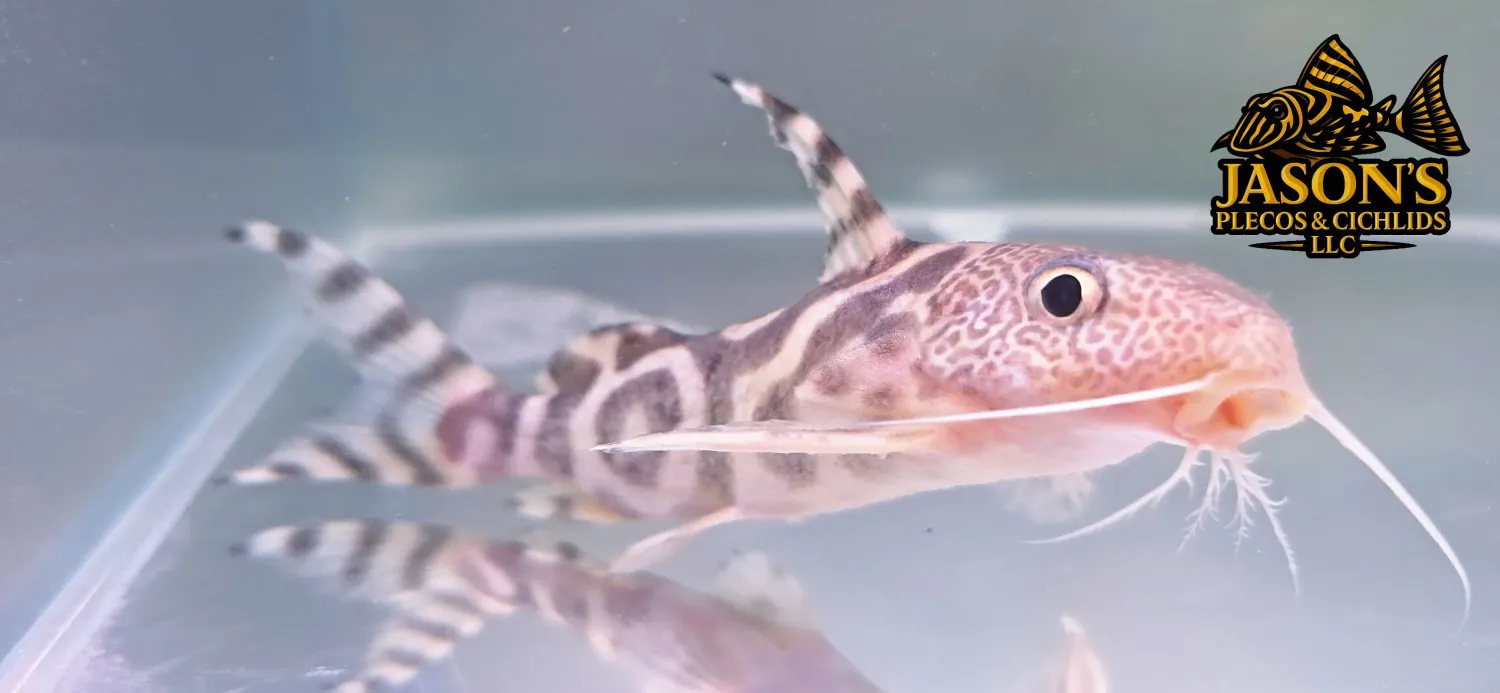 Zebra Syndontis - (Hybrid)