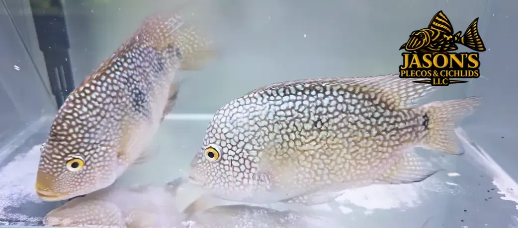 Texas Cichlid - (Herichthys cyanoguttatus)