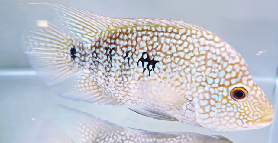 Texas Cichlid - (Herichthys cyanoguttatus)