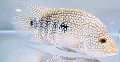 Texas Cichlid - (Herichthys cyanoguttatus)