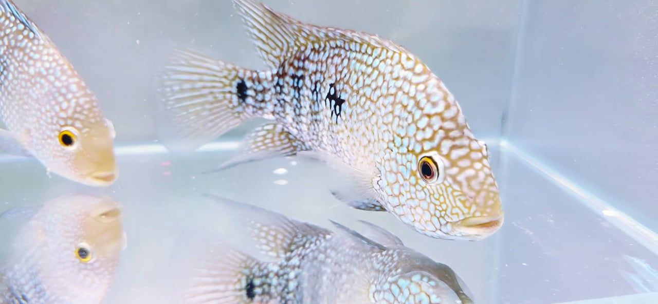 Texas Cichlid - (Herichthys cyanoguttatus)