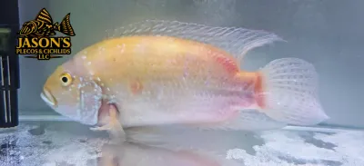 Leucistic Jack Dempsey - (Rocio octofasciata)
