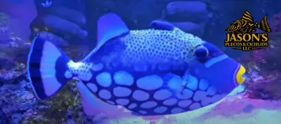 Clown Triggerfish - (Balistoides conspicillum)