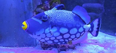Clown Triggerfish - (Balistoides conspicillum)