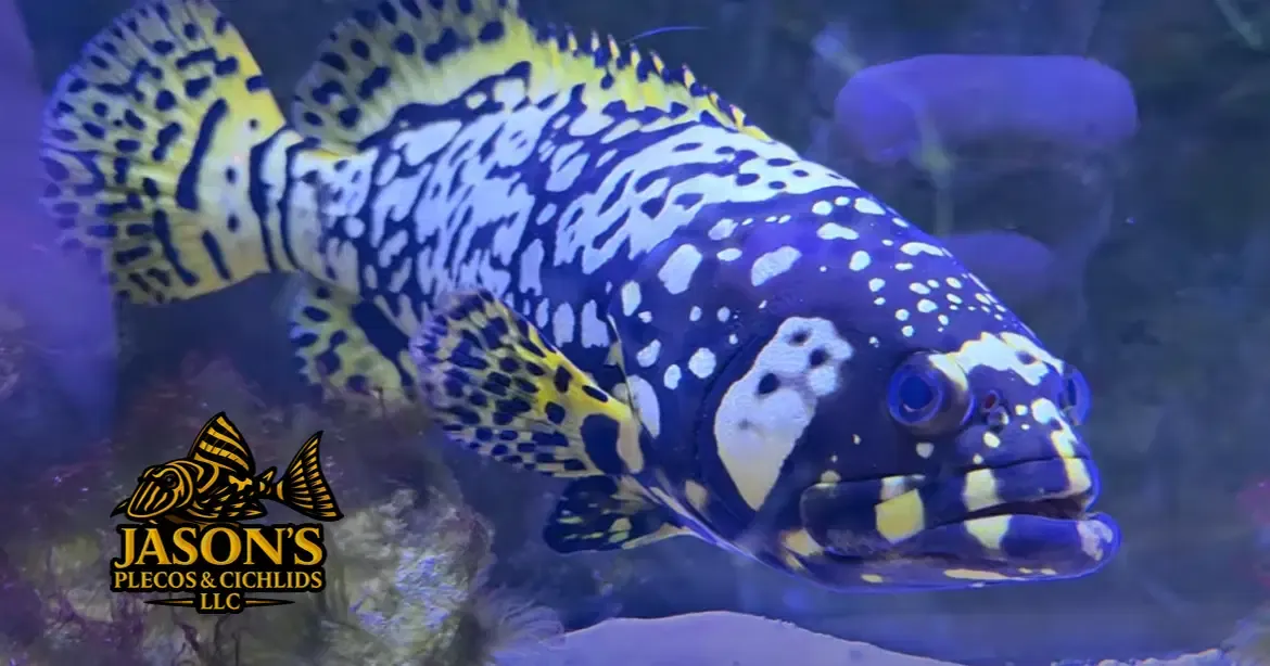 Bumblebee Grouper - (Epinephelus lanceolatus)