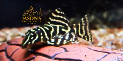 L333 Gold King Tiger - (Hypancistrus Seideli) Basic Grade