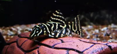 L333 Gold King Tiger - (Hypancistrus Seideli) Basic Grade