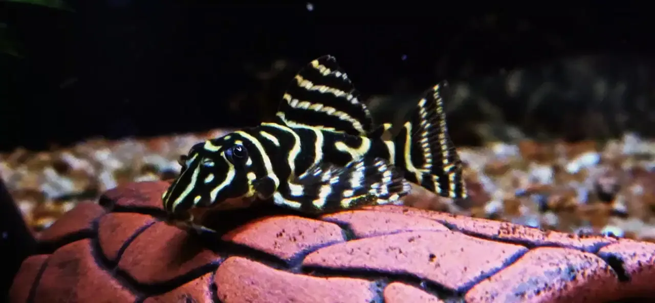 L333 Gold King Tiger - (Hypancistrus Seideli) Basic Grade