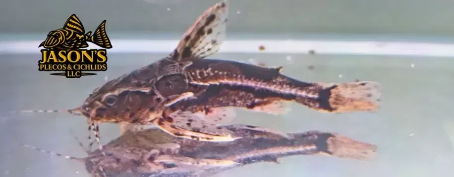 Marbled Talking Catfish - (Amblydoras nauticus)