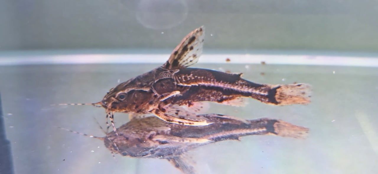 Marbled Talking Catfish - (Amblydoras nauticus)