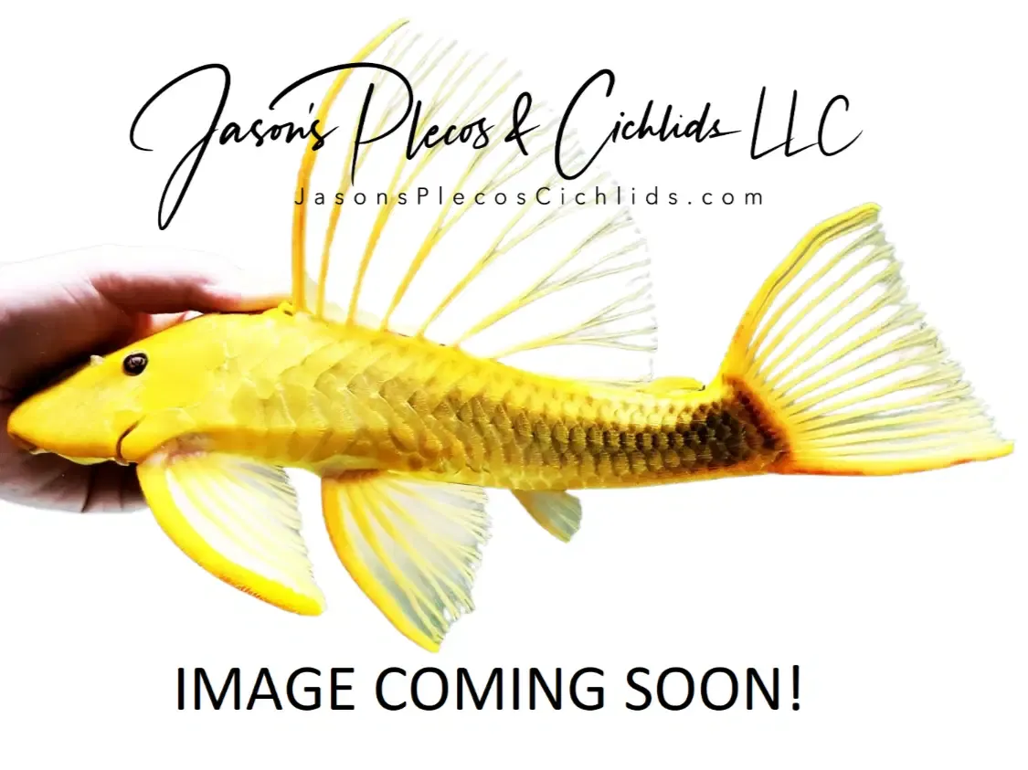 White Seam Syno - (Synodontis granulosus)